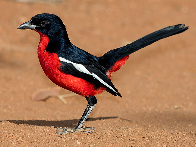 Crimson-breasted Shrike
